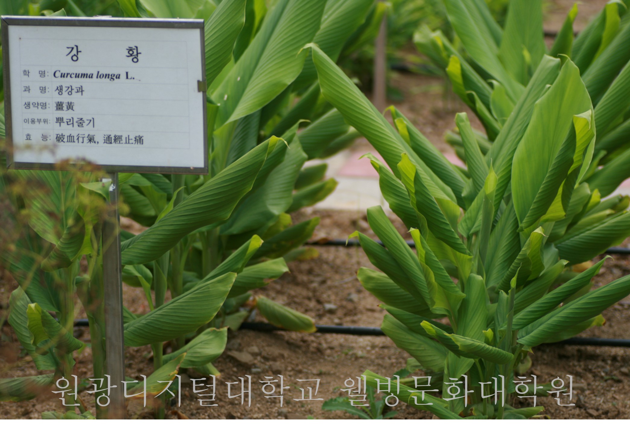 강황 사진